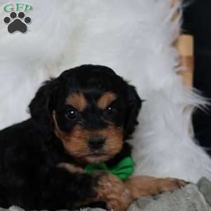 Rufus, Cavapoo Puppy